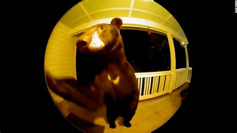 Bear caught on camera ringing doorbell